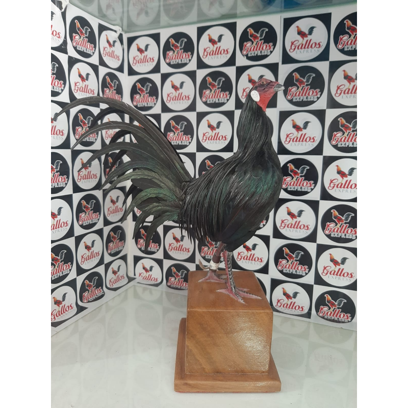 artesania gallo pluma